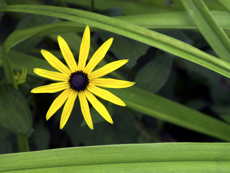 let the sun shine - yellow flower, daisy, spring