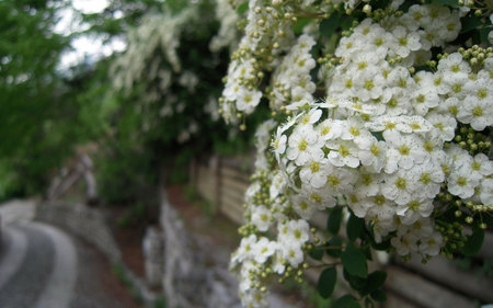 Spring Blooms - flowers, blossoms, spring, wall