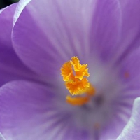 Purple Crocus