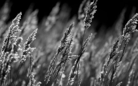 Reed Heads - black and white, field, reeds