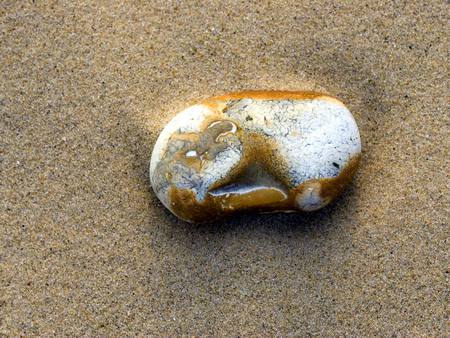 Pebble in the sand - white, beach, brown, pebble, sand