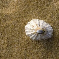 Sea shell on the sandy beach