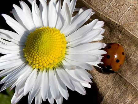 Daisy and ladybird - close up, bug, daisy, lady bird, flower