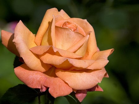 Orange Rose - flower, orange rose, garden