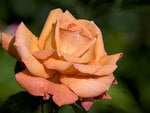 Orange Rose