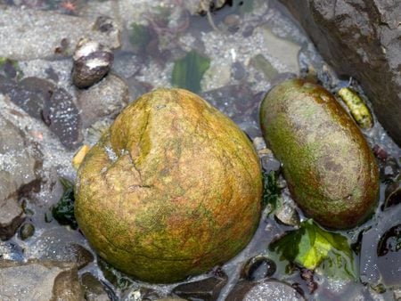 Pebbles on the beach - wet, beach, sand, pebbles