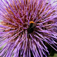 Spikey purple flower with bee