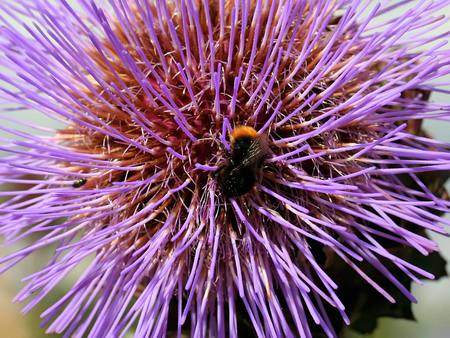 Spikey purple flower with bee - purple, bee, closeup, spikey flower