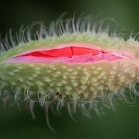 Poppy bud opening