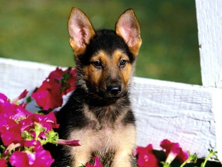 A little shep - flowers, black, brown, german shepard, pup