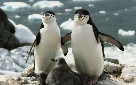 Forever after - ice, friendship, penguins