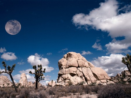 full moon in the deserts - moon, sky, trees, mountain, rock, land, deserts