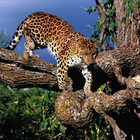 leopard in tree