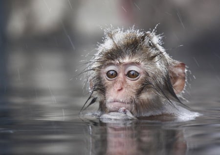 Bath - primate, nature, art, chimp, bath, snow, ape, little