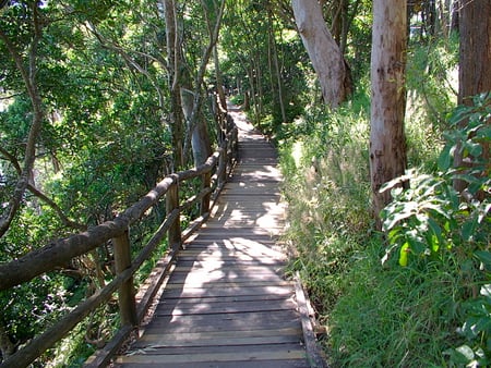 Walkway Noosa National Park Australia - trees, dappled light, wood, sunshine, grass, forest, fence, leaves, australia, path, noosa, nature, green, plants, park, walkway