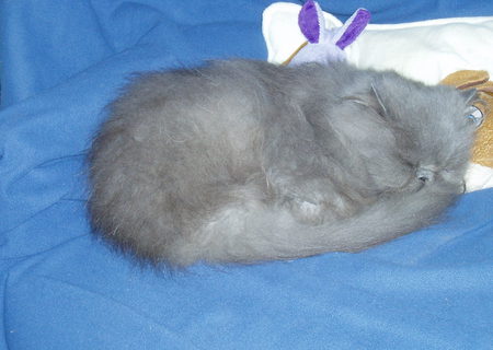 Blossom,trimmed and brushed, and  lookinggorgeous!! - contented, blanket, blue, sleepy, cushion, cat