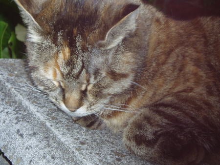 Erica, sound asleep. - our garden, cat, stone bench