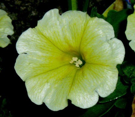 Yellow Petunia. - photo, flower, yellow, petunia