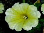 Yellow Petunia.