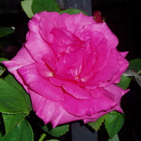 beautiful garden rose.