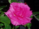 beautiful garden rose.