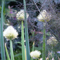 Garlic bulbs in flower!