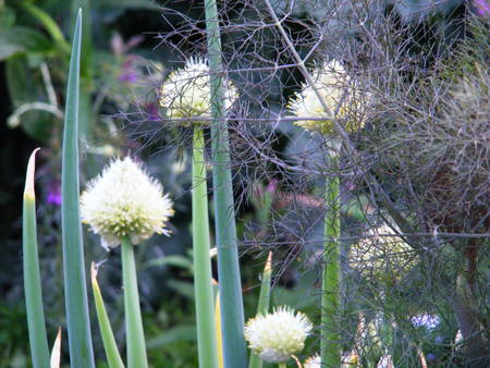 Garlic bulbs in flower! - taste, pretty, food, smell, flower