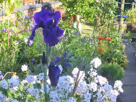 Deep purple bearded iris and white sweet rocket. - white, purple, wall, flowers, iris, garden