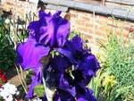 Purple bearded Iris.