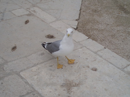 Seagull - seagull, animals, nature, birds