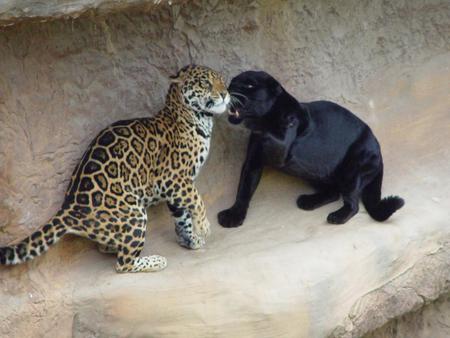 black lepard