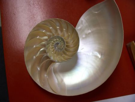 Nautilus on the half shell - shell, nautilus on the half shell, chambered nautilus, nautilus