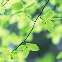 Summer green leaves