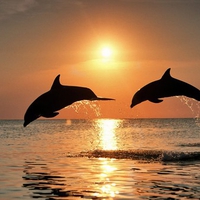 Dolphin Pair in the Sunset