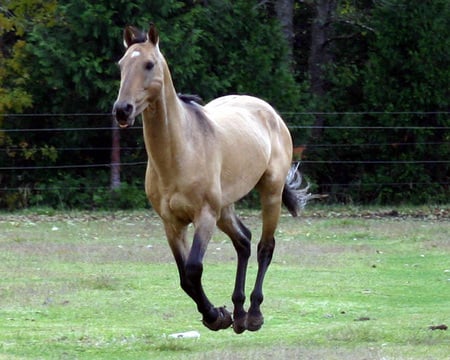 Akhal-Tekes - animal, buskin, horse