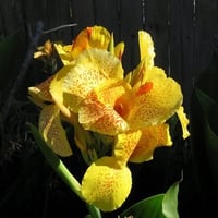 Yellow orchid