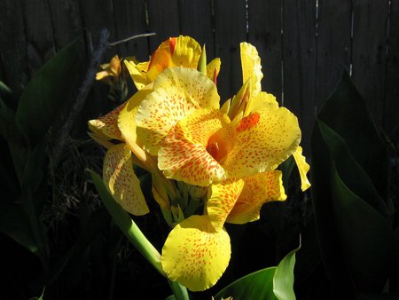 Yellow orchid - orchid, flower, yellow