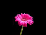 Pink daisy