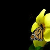 Yellow flower with butterfly