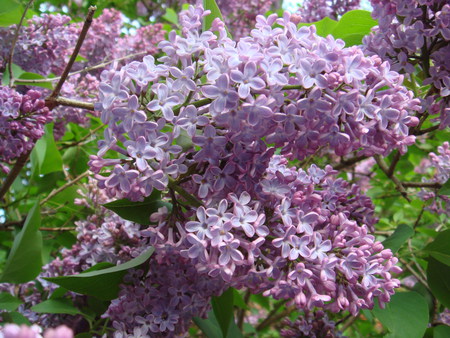 Lilac blossom - purple, pretty, blossom, leaves, lilacs