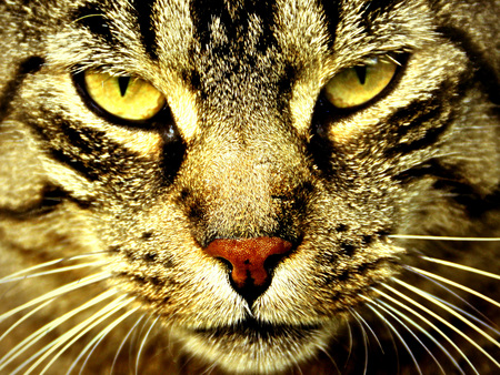 Cat Close-up - cat, animals