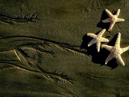 sand&stars - summer, sand, beach, sea, stars