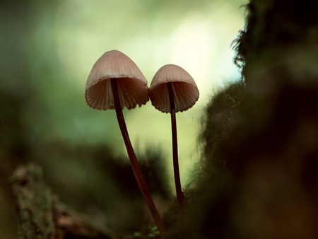 Mushrooms - nature, mushroom, forest