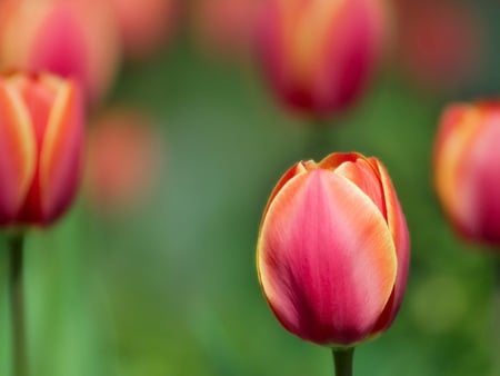 Tulips - nature, pink, tulips, orange, flowers