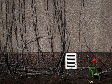 Vivid Tulip - artistic, beautiful, red, roots, flower, tulip, wall