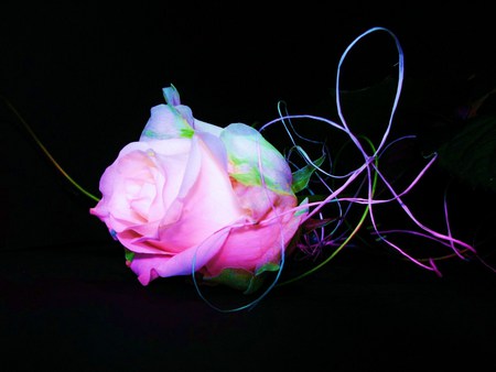 Roses and ribbons - rose, black background, pink, ribbons