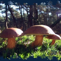 magic mushrooms