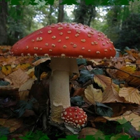 magic mushrooms 2