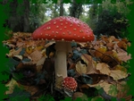 magic mushrooms 2