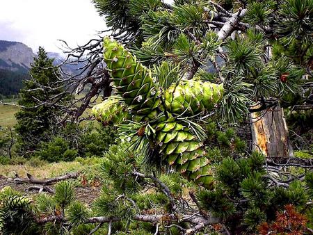 Pine Forest - trees, mountains, pine cones